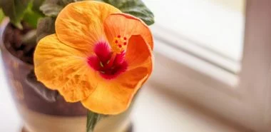 Hibiskus Zimmerpflanze - Diese Pflege braucht der blühfreudige Hingucker