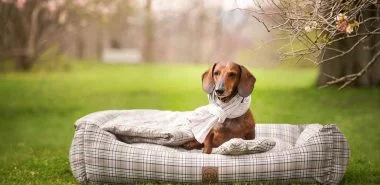 Luxus Hundebetten- So ein Hundeleben will man haben!