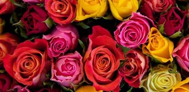 Blumensprache zum Valentinstag: welche Bedeutung tragen Blumen?
