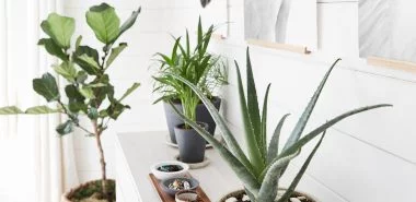 Mit pflegeleichten Zimmerpflanzen für wenig Licht schaffen Sie ein Dschungel-Feeling zu Hause
