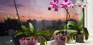 Orchideen richtig pflegen  - die wichtigsten Pflegetipps für die exotischen Schönheiten