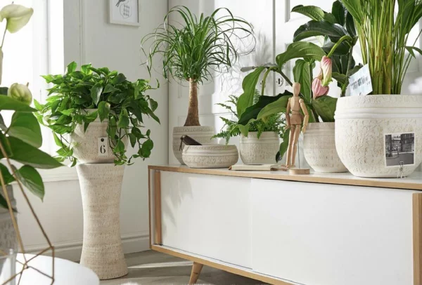 Zimmerpflanzen für wenig Licht ideal für dunkle Räume pflegeleicht üppiges Blattwerk schaffen Dschungel-Feeling