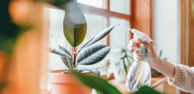 Braune Blattspitzen – Ursachen und Lösungen für exotische Zimmerpflanzen