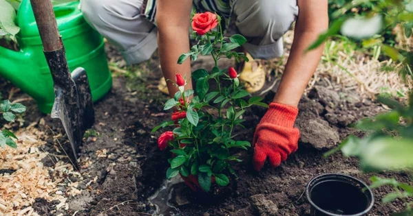 Kaffeesatz als Dünger für Rosen gartenarbeit im April juenge pflanzen