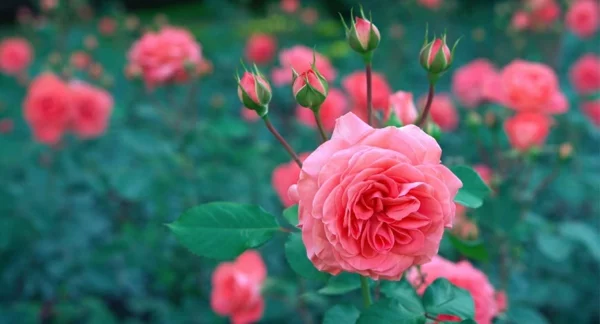 Kaffeesatz als Dünger für Rosen gartenarbeit im April praechtige rosenbluete