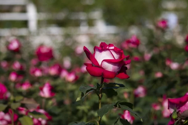 Kaffeesatz als Dünger für Rosen gartenarbeit im April schoene bluete
