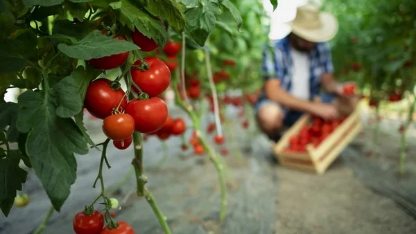 Tomaten Dünger selber machen beste Zutaten und Ideen