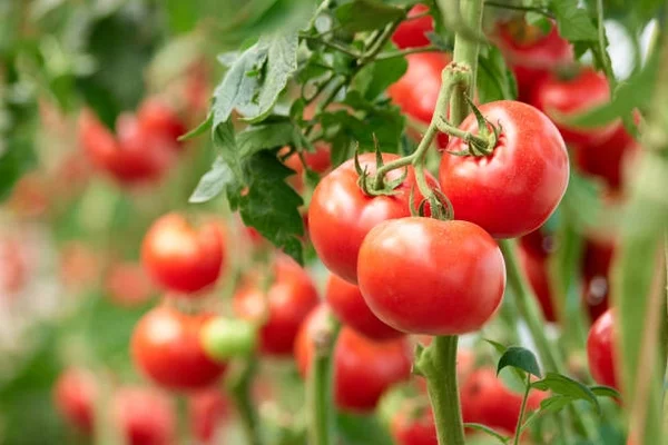 Tomaten düngen natürliche Haushaltsmittel