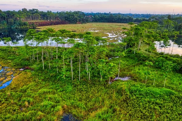 Torffreie Erde und warum diese fuer Ihre Pflanzen sinnvoller ist umweltschutz regenwald