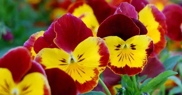 Welche Blumen im März pflanzen schnittblumen stiefmütterchen