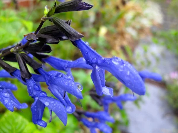 Ziersalbei schneiden – richtiger Zeitpunkt und Tricks fuer erneute Bluete blumen nahaufnahme blau lila