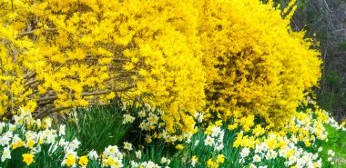 Forsythien schneiden wann und wie: Die besten Profi-Tipps für mehr Blüte im Frühling!