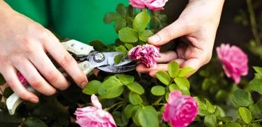 Entdecken Sie die wichtigsten Tipps für die Pflege der Bodendecker Rosen