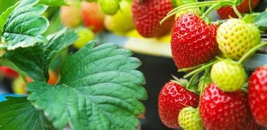 Erdbeeren pflanzen - praktische Gartentipps und kreative Deko Ideen