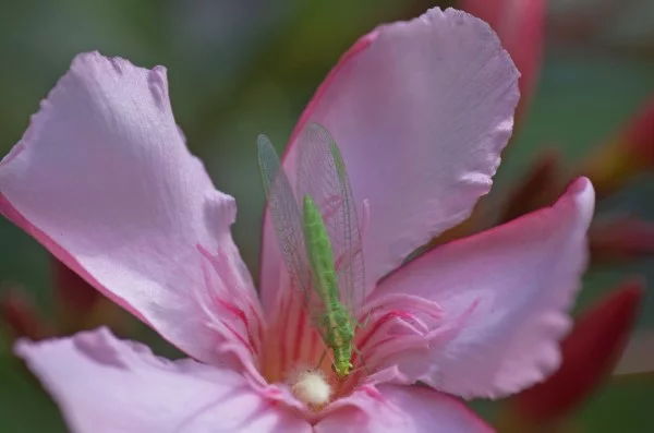 Florfliege anlocken – eine natuerliche Loesung des Ungeziefer-Problems blume mit florfliege nektar
