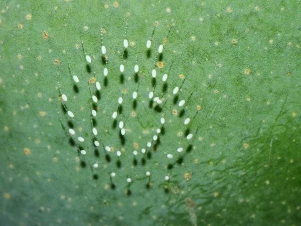 Florfliege anlocken – eine natuerliche Loesung des Ungeziefer-Problems eier spiral angeordnet