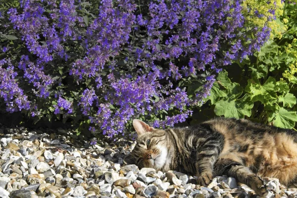 Florfliege anlocken – eine natuerliche Loesung des Ungeziefer-Problems katzenminze catnip magnet