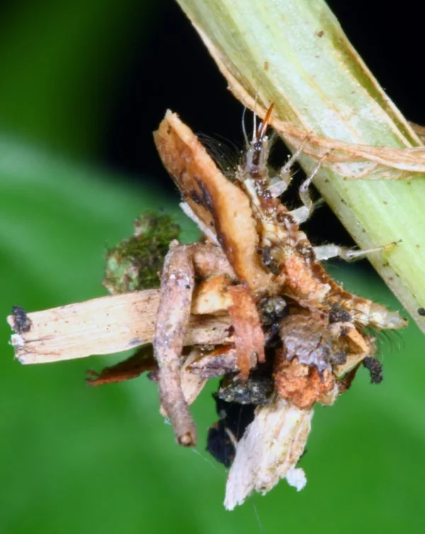 Florfliege anlocken – eine natuerliche Loesung des Ungeziefer-Problems larven tarnung organische materialien