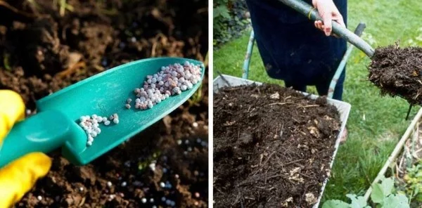 Hortensien duengen und weitere Pflegetipps – erfreuen Sie sich einer ueppigen Bluete granulat vs kompost duenger