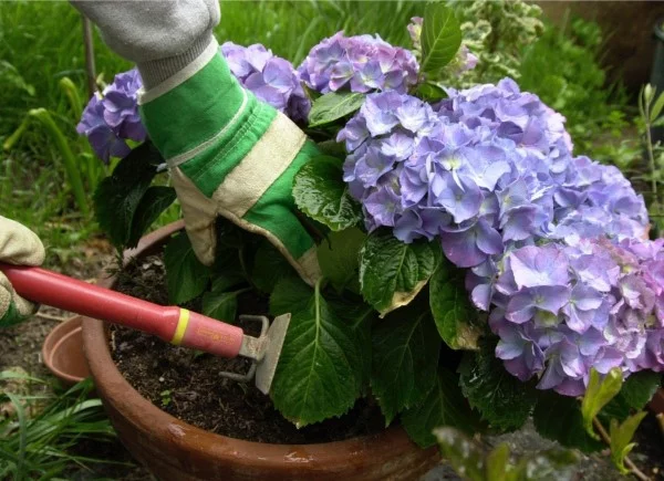 Hortensien duengen und weitere Pflegetipps – erfreuen Sie sich einer ueppigen Bluete kompost wurmhummus tipps duenger