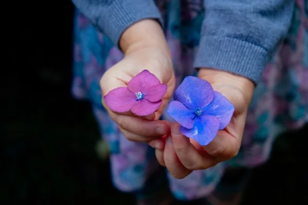 Hortensien duengen und weitere Pflegetipps – erfreuen Sie sich einer ueppigen Bluete rosa vs blau blumen gartengestaltung hydrangea