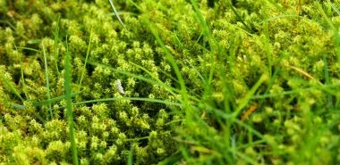Moos im Rasen entfernen – Tipps und Tricks der Umwelt zuliebe