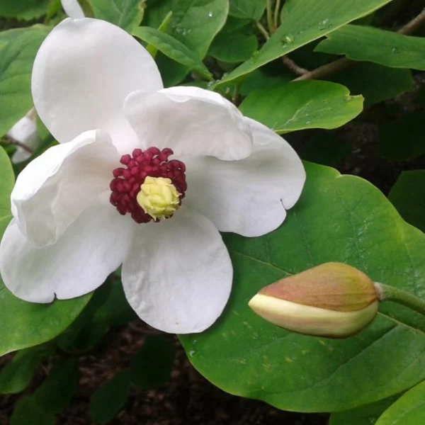 Sommer Magnolie – Pflegetipps und wissenswerte Fakten ueber die Adelspflanze baum strauch weiss
