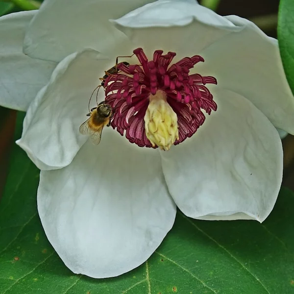 Sommer Magnolie – Pflegetipps und wissenswerte Fakten ueber die Adelspflanze blume mit biene