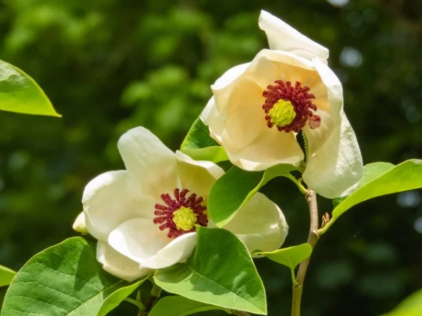 Sommer Magnolie – Pflegetipps und wissenswerte Fakten ueber die Adelspflanze cremeweisse blumen baum
