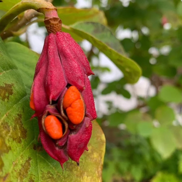 Sommer Magnolie – Pflegetipps und wissenswerte Fakten ueber die Adelspflanze frucht magnolia orange samen