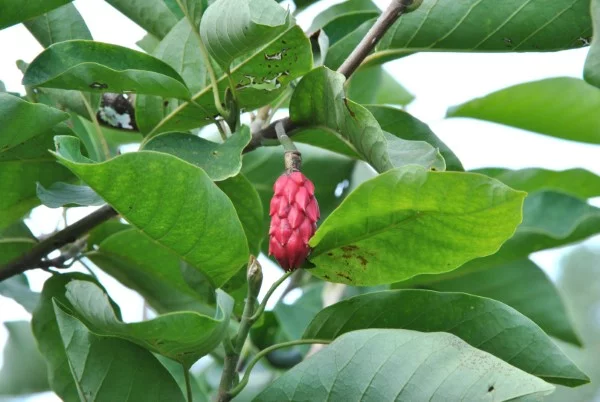 Sommer Magnolie – Pflegetipps und wissenswerte Fakten ueber die Adelspflanze frucht rote frucht magnolia