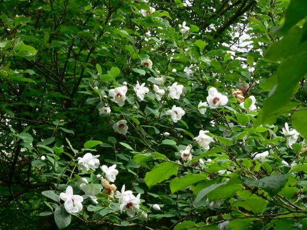 Sommer Magnolie – Pflegetipps und wissenswerte Fakten ueber die Adelspflanze kleiner strauch baum zierbaum