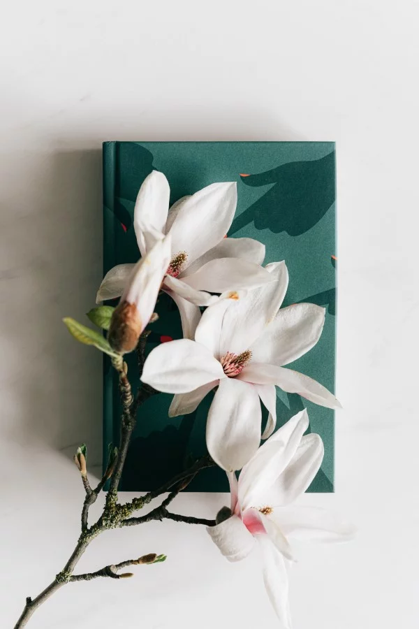 Sommer Magnolie – Pflegetipps und wissenswerte Fakten ueber die Adelspflanze schnittblumen magnolien deko ideen