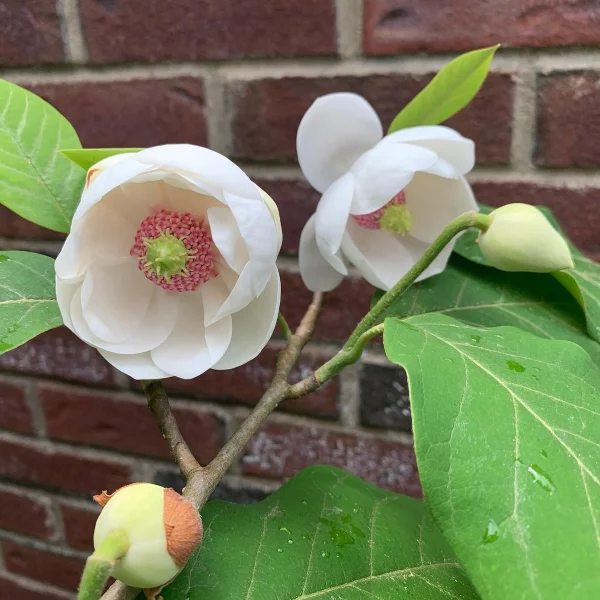 Sommer Magnolie – Pflegetipps und wissenswerte Fakten ueber die Adelspflanze sommer garten kleine blumen - Copy