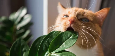 Welche Pflanzen sind für Katzen giftig? Schützen Sie Ihre Familie und Haustiere!