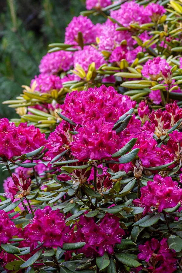 Welche Pflanzen sind fuer Katzen giftig Schuetzen Sie Ihre Familie und Haustiere gift gefahr mensch tier rhododendron