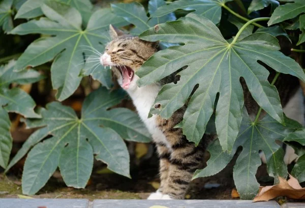Welche Pflanzen sind fuer Katzen giftig Schuetzen Sie Ihre Familie und Haustiere katze garten pflanzen