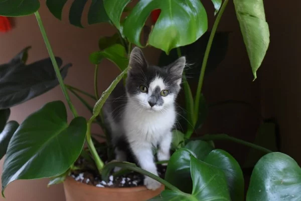 Welche Pflanzen sind fuer Katzen giftig Schuetzen Sie Ihre Familie und Haustiere katze schutz zu hause garten