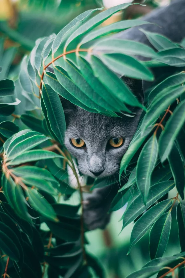 Welche Pflanzen sind fuer Katzen giftig Schuetzen Sie Ihre Familie und Haustiere katze zimmerpflanzen gefahr