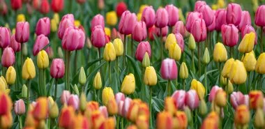 Französische Tulpen richtig pflegen und in der Vase länger genießen
