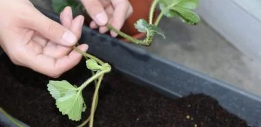 Erdbeeren vermehren, pflanzen und pflegen- wie und warum?