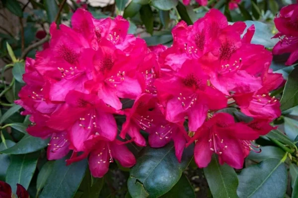 gartensträucher rhododendron tolle große blüten