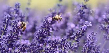 7 Bienenfreundliche Bodendecker, die fleißige Bienchen unterstützen und Unkraut natürlich eindämmen