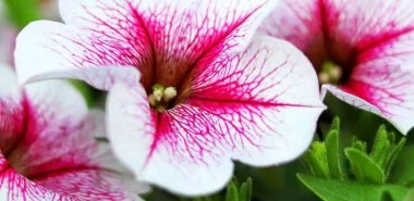 Petunien Pflege - die richtigen Tipps für eine reiche Blüte bis in den Herbst hinein