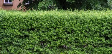 Schnellwachsende Hecke - 5 der besten Heckenpflanzen für einen lebendigen Sichtschutz im Garten