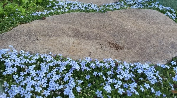 Blauerstern Blauer Bubikopf Blüten Gartenpflanze