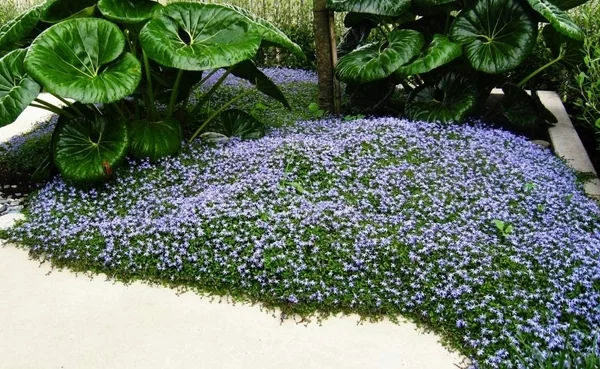 Bodendecker Blauer Bubikopf Blüten Gartenpflanze