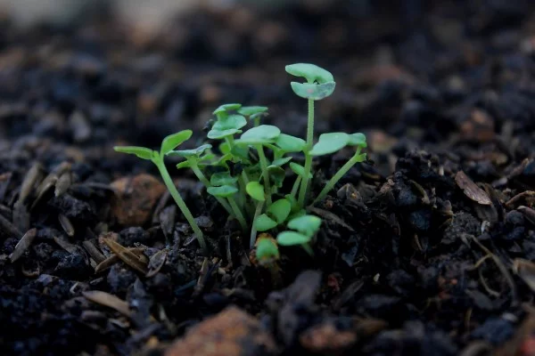 Bodenverbesserung – natuerliche Mittel und Methoden kleine zierpflanzen nutzpflanzen gesund