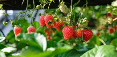 Erdbeeren düngen – Tipps für eine üppige und köstliche Ernte