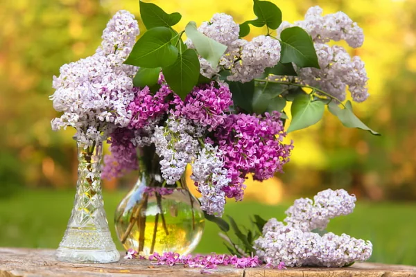 Flieder in der Vase weiße und violette Blütenstiele in zwei Vasen wenige grüne Blätter schöner Anblick